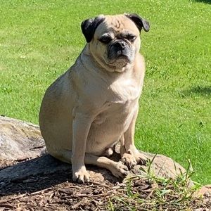 Meet your Posher, Char